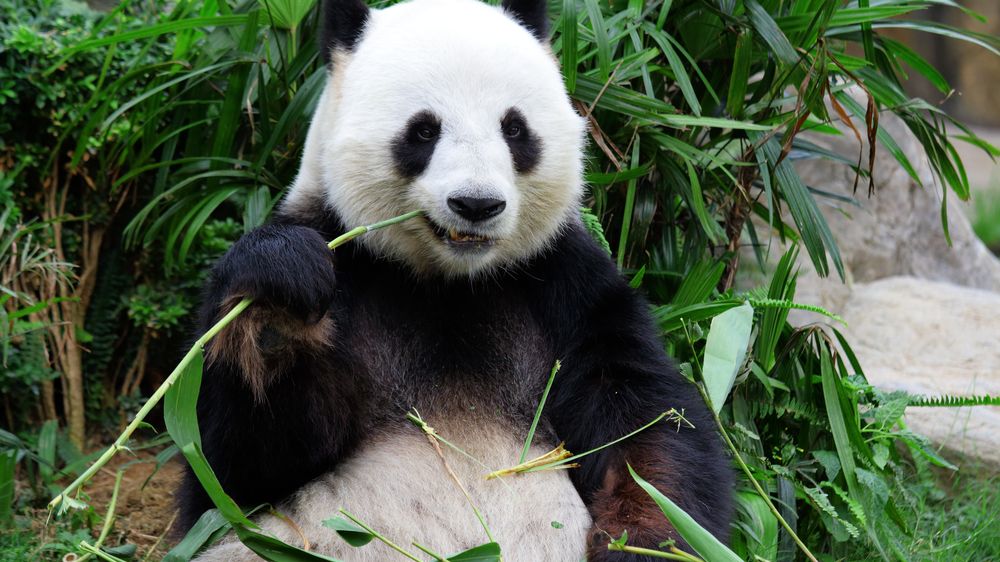 Čína oživuje pandí diplomacii. Snaží se uchlácholit Američany